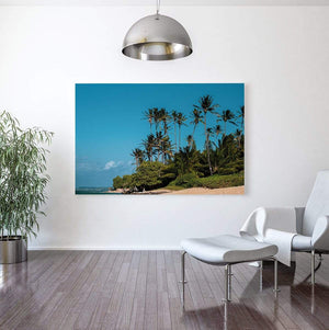 campello vision Photography Palm trees camp one