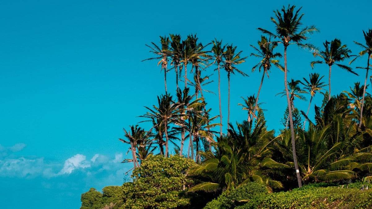 campello vision Photography Palm trees camp one