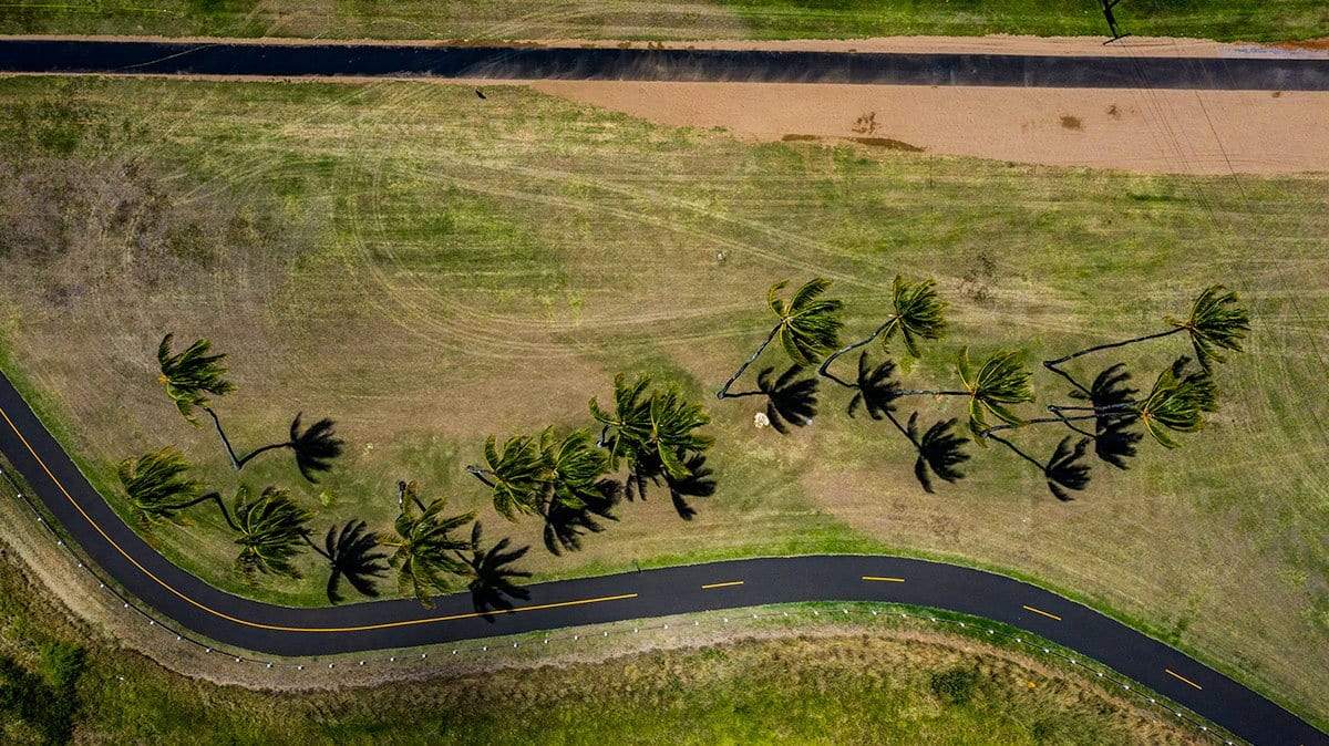campello vision Photography Palm trees + road