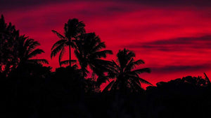 campello vision Photography Pink Palm Tree Sunset