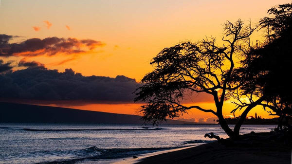 campello vision Photography Tree over sunset